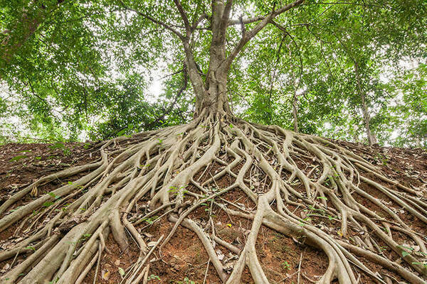 Organs and Origins Banyon Tree